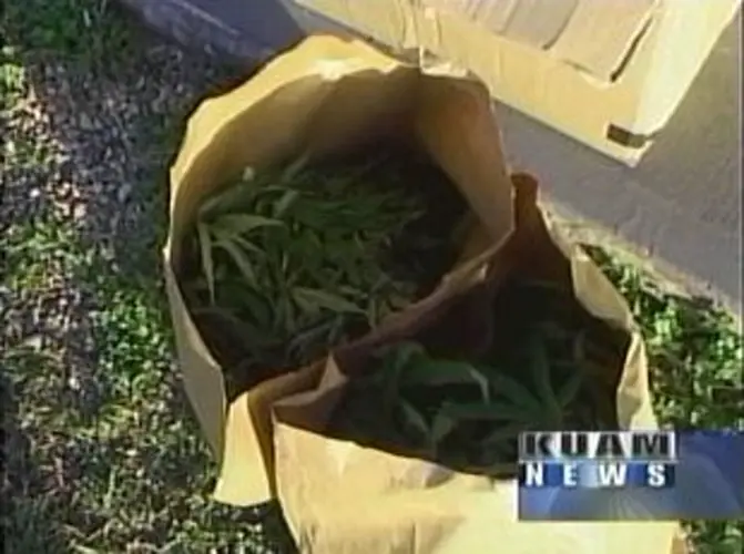 Medical marijuana on Guam could be reality