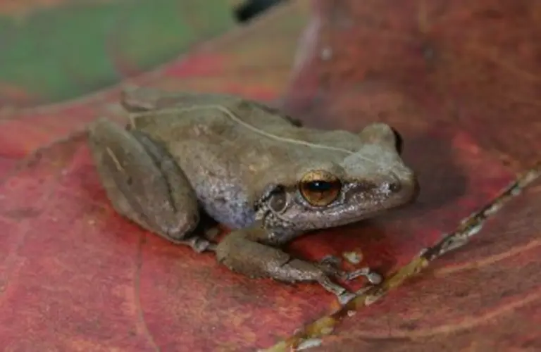 Coqui frog discovered in Hawaii plant shipment