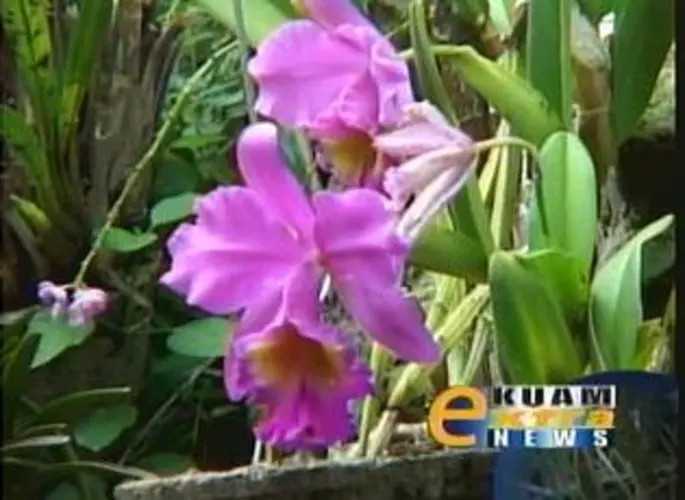 Experience Fiji, Part 5