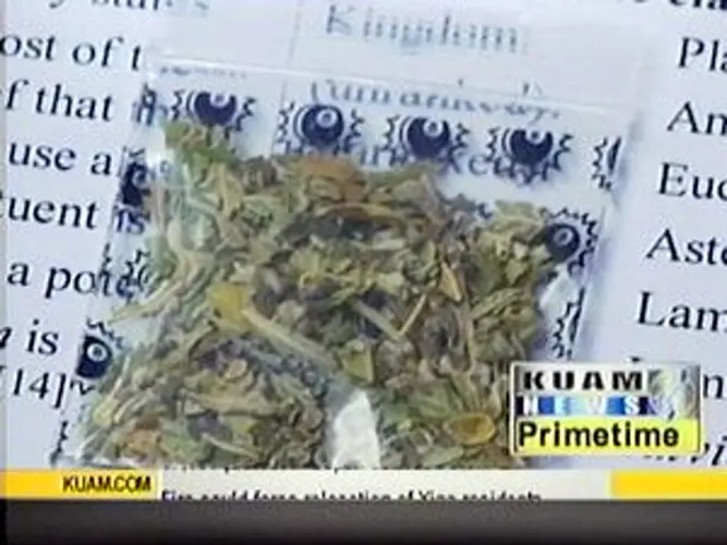 Salvia divinorum making its way around Guam