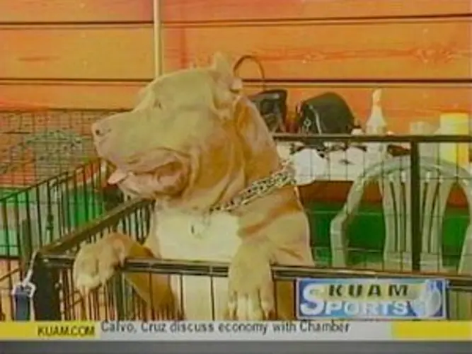 Bully terrier dog show this weekend