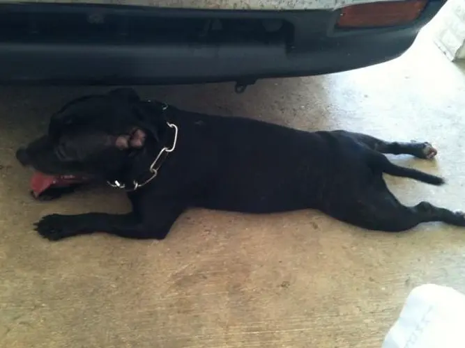 Chalan Pago family searches for lost dog