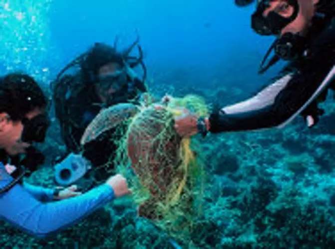 UOG students rescue tangled turtle