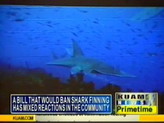 Bills sinks teeth into shark finning