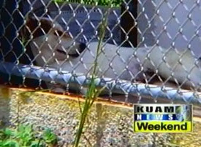 Territorial vet proposes shooting unruly strays