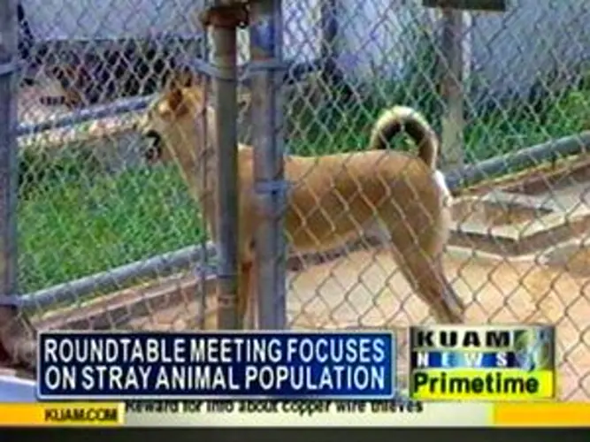 Mayors focusing on stray animals