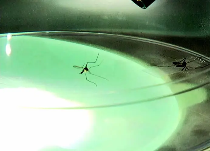 New mosquito species on Guam