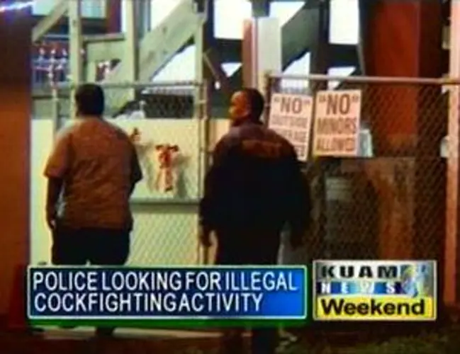 Officials investigating illegal cockfighting