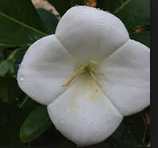 Youth proposes bill to change Guam flower to guasali