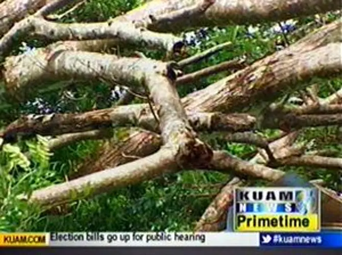 Oceanview calls for help with overgrown trees