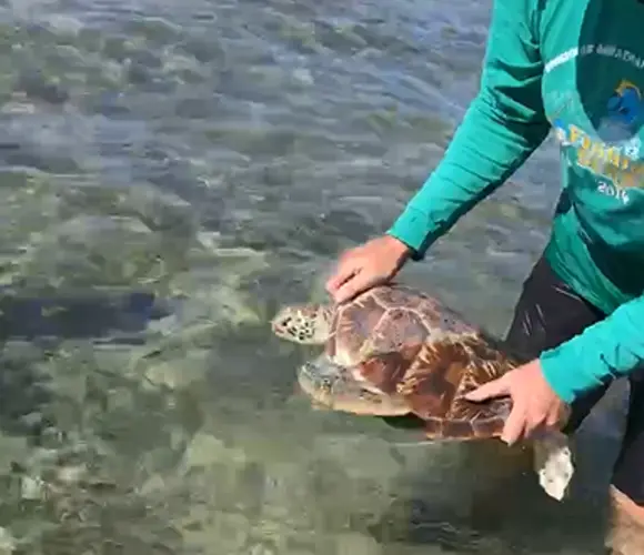 Green sea turtle released back into the wild
