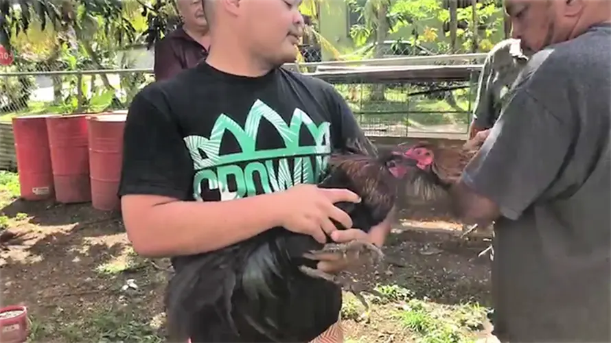 AG says cockfighting ban enforcement is not under his purview