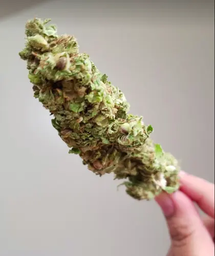 Clarity on cannabis use