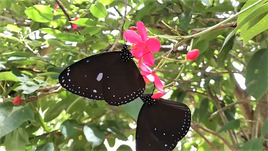 Weather conditions ripe for butterfly boom