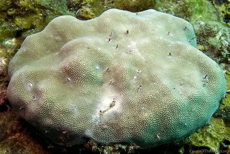 Researchers find climate change signal in Guam waters