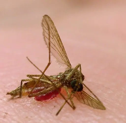 Public Health confirms locally acquired case of dengue