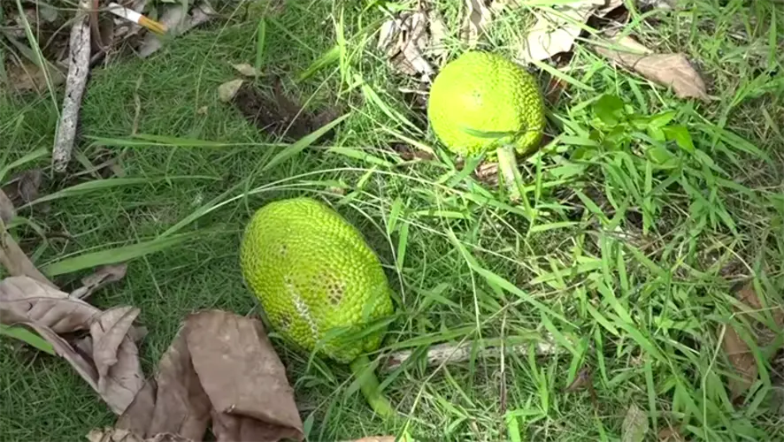 Man electrocuted while picking breadfruit