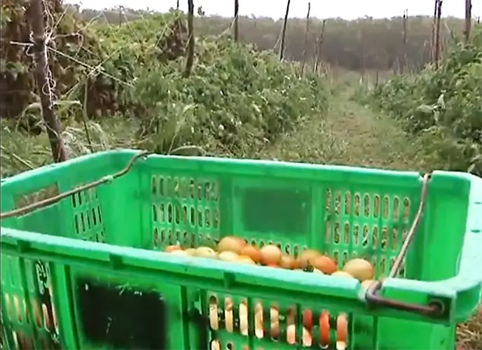 Help available for farms, businesses hurt by Hagibis