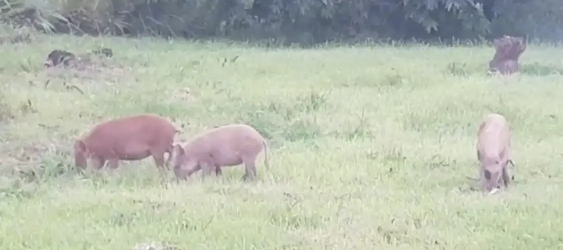 Feral pigs a problem in villages