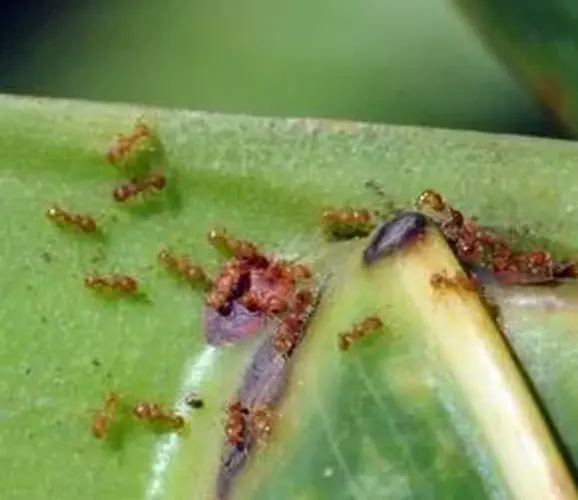 Dept. of Agriculture discusses strategies to control little fire ant