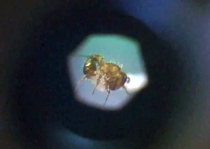 Little fire ant expert says pest came to Guam from Hawaii