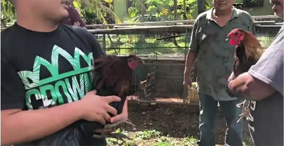 U.S. opposes Linsangan motion to extend cockfighting, ban set for Dec. 20