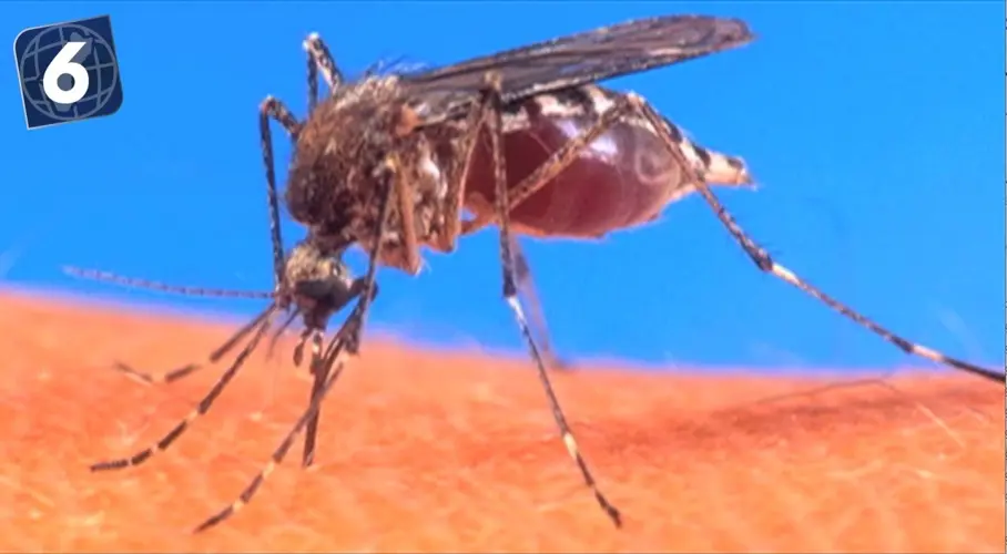 6. Dengue Fever outbreak on the island