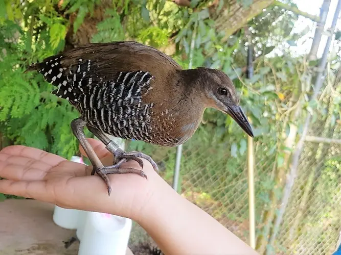 Ko'ko' bird no longer extinct in the wild