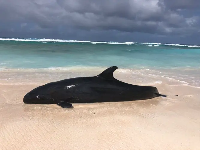 Agriculture staffers ensuring whale saved after being stranded doesn't wander back ashore