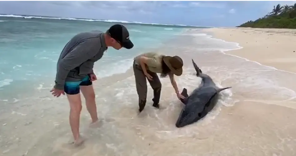 Whale stranded at Ritidian pushed back out to sea