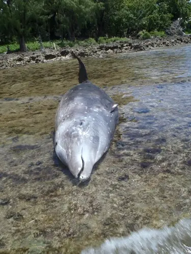 Navy sonar related to beak whale strandings, according to study