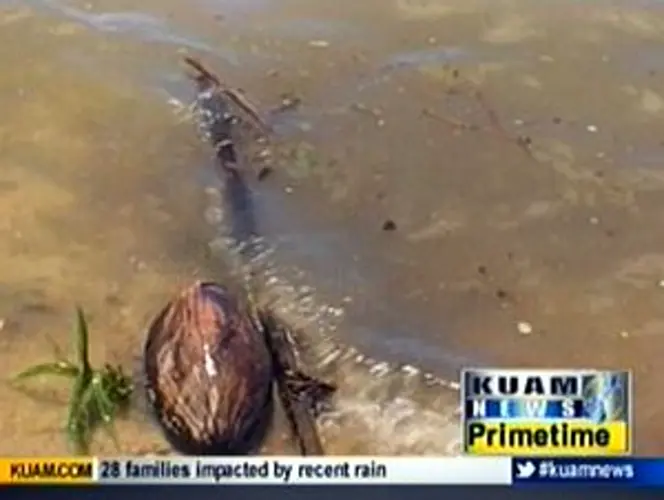 Pago Bay waters are dead zone for marine life