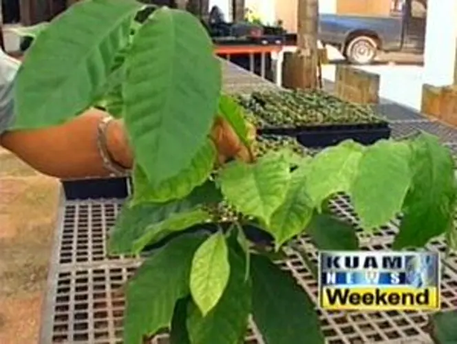 Coffee trees being restored around Guam