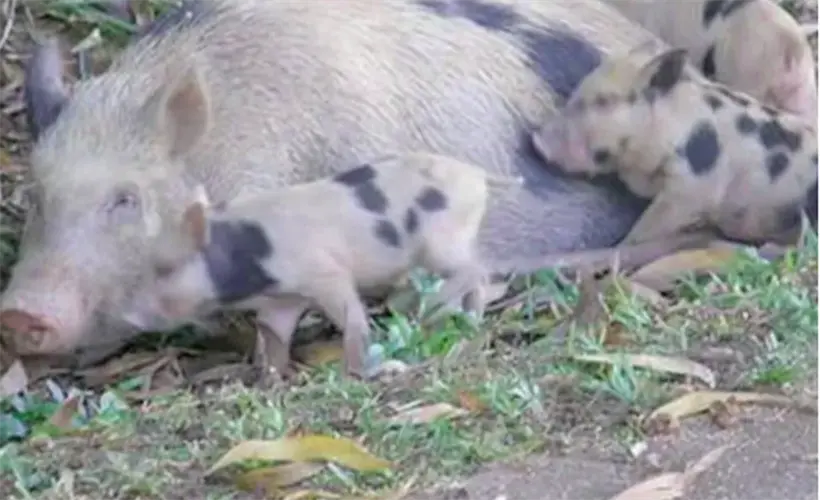 Avoid hiking this weekend and other things to know about the Pig Hunting Derby
