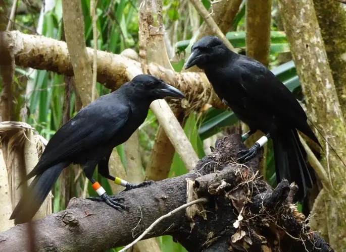 Marianas Crow program in Rota thriving despite COVID quarantine challenges