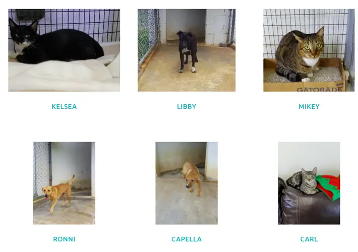 Dozens of animals need homes, fosters at GAIN