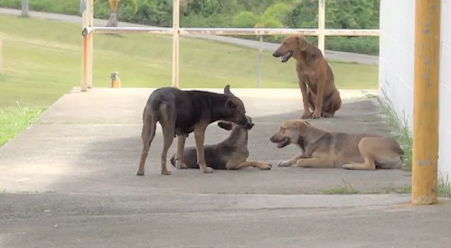 Pet ID microchips among suggestions to curtail stray animal problem