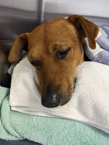 GAIN reports dog beaten in Hagatna, suspect wanted