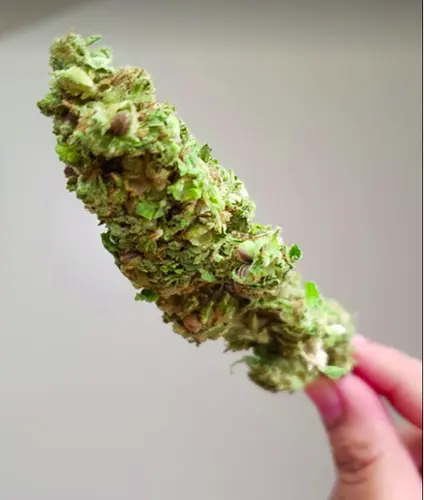WestCare studying alcohol, marijuana use in youths