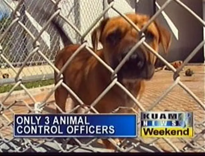 Stray animal population out of control