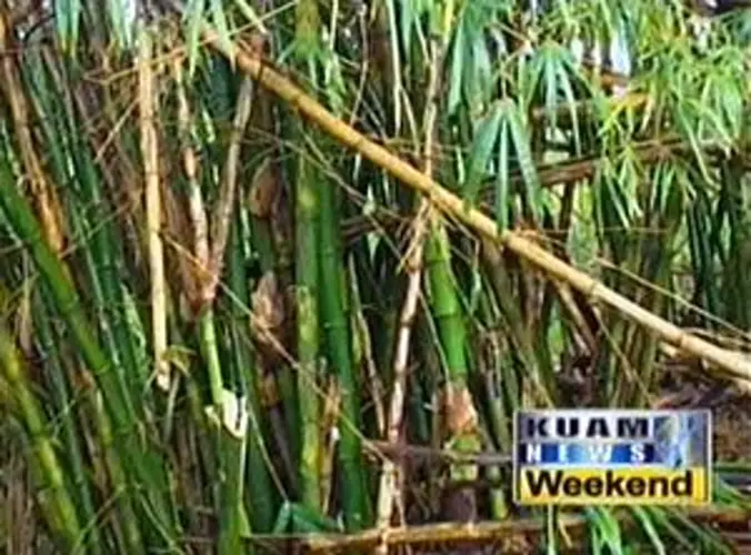 Volunteers needed for annual survey of Asan River