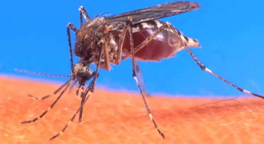 New Dengue Fever case confirmed on Guam