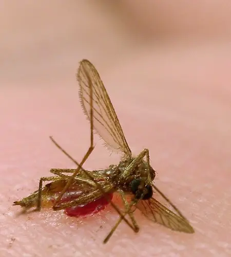 Public Health urging residents to stay vigilant about mosquito control