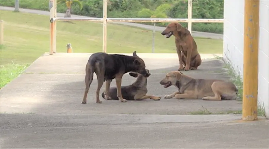 Stray animals still a top problem in villages as roundup program maxes out