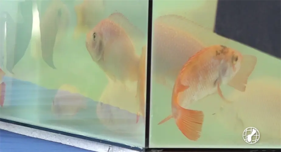 Guam Green Growth Initiative eyes aquaculture to aid in marine life repair