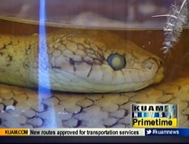 Look out below, brown tree snakes