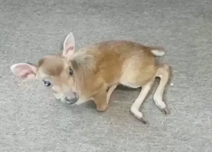 Ridgell's legislation could legalize raising deer as livestock