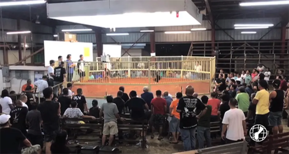 Animal rights group looking to uncover other illegal cockfighting operations