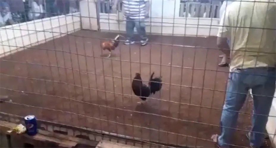 Animal rights group reaching out to Andersen general on alleged cockfights near base