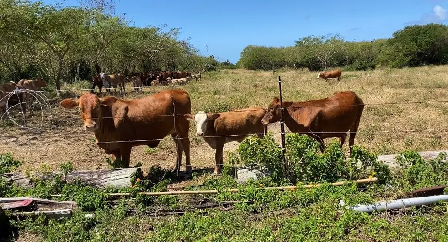 Tinian’s cattle industry might make a comeback